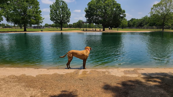 Millie Bush Bark Park photo 1